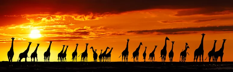 Schilderijen op glas Giraffen silhouetten bij zonsondergang © Dmitry Pichugin