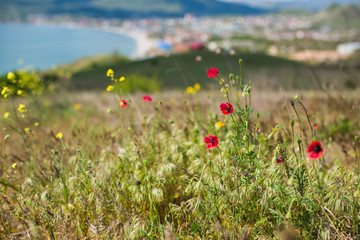 Flowering wild poppies in the mountains and the view of the bay