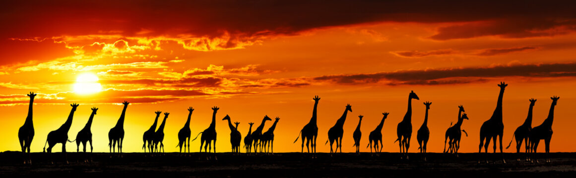 Giraffes silhouettes at sunset