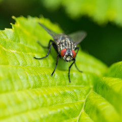 Naklejka premium Facing Forward