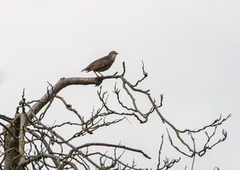 Young Starling