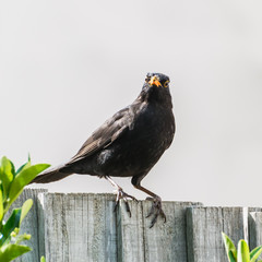 Foraging Blackbird