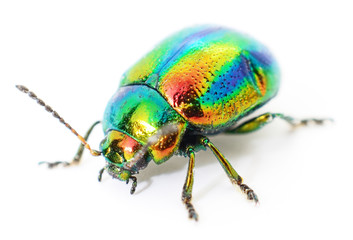 green beetle