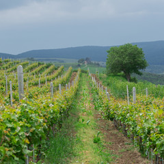 Fototapeta na wymiar Grape vineyard in Transylvania, Romania