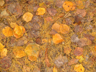 Yellow leaves and needles, autumn background, texture
