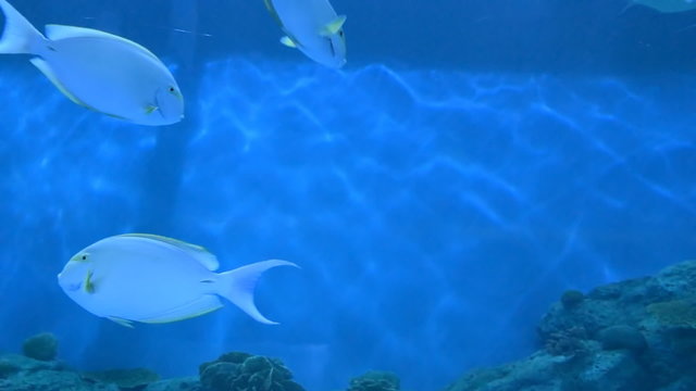 fishes in the aquarium 