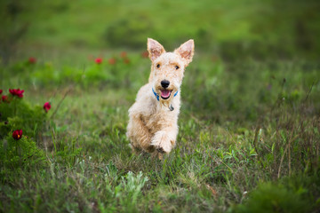 Terrier puppy runs on summer field