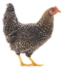 Grey hen