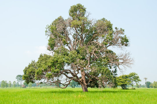 old big beautiful tree surrounded with rice field