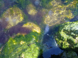 Jellyfishes in seaweed