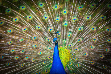 Naklejka premium Pfau