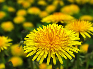 Field of dandelions