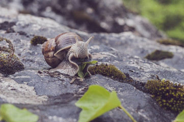Escargot en train de manger