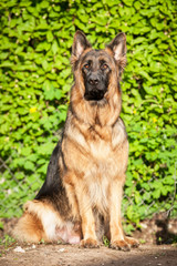 German shepherd dog sitting in the yard