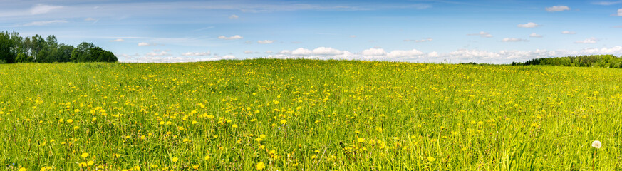 Panoramic view on blossoming field of dandelions © sergei_fish13