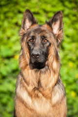 Portrait of german shepherd dog