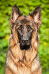 Portrait of german shepherd dog