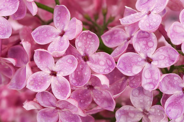 Lilac flowers after rain, close up.