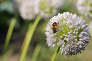 Blooming onion with bee
