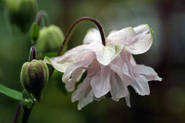 Akelei