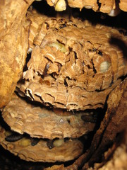 big Hornet's nest