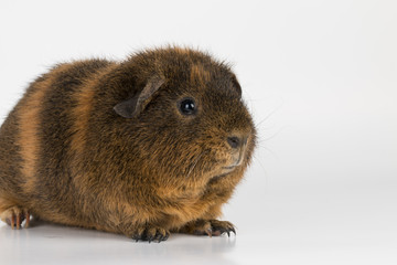 Guinea  Pig - Stock image macro.