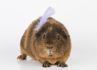 Guinea  Pig - Stock image macro.