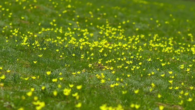 Field of Yellow Flowers