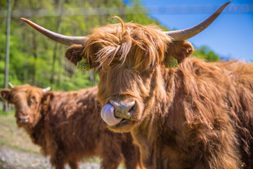 Close up of scottish highland cow in field
