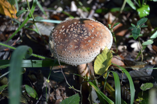 Forest mushroom 