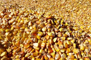 Corn Harvest in North Dakota