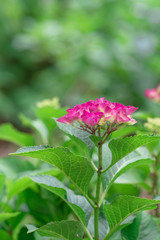 アジサイ"パリ"