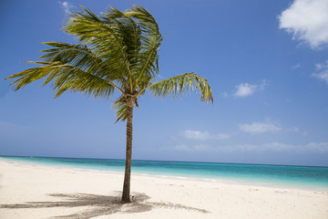 Tropical Palm Tree on the Beach