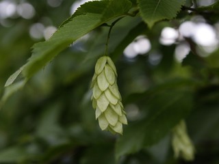 Hop flower 