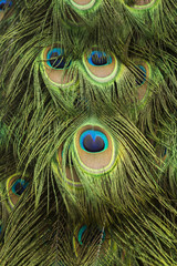 Eye of the Peacock feathers