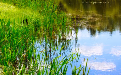 Pond And Water Plants