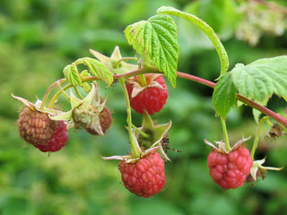 Little raspberries