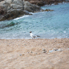 Beautiful Seagull on the beach