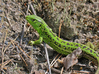 Little green lizard
