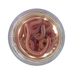 Bloodworms in a bait jar