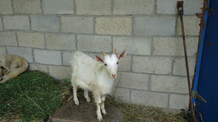 Fototapeta na wymiar The goat