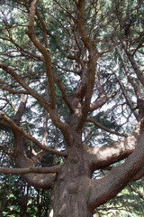 Fototapeta premium ヒマラヤスギ・Cedrus deodara