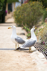 Beautiful Seagull on the sand