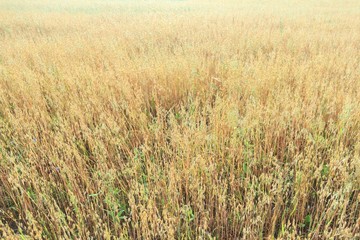 Oat or Avena sativa cereal ears farm field floral covering texture