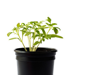 Tomato seedlings in a pot on white