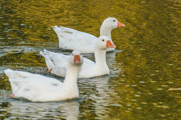 Group of Geese Swimming at Lake