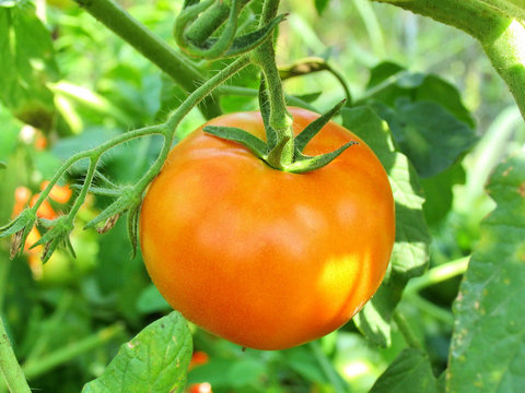 Tomato on a branch
