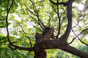 イロハモミジ・Acer palmatum 
