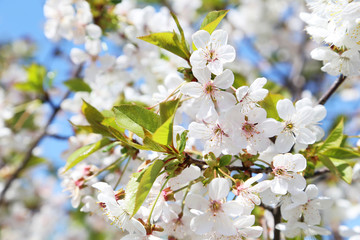 Spring flowering branch outdoors