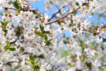 Spring flowering branch outdoors